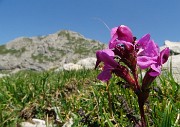 41 Pedicularis gyroflexa( Pediculare spiralata) con vista in Corna Piana